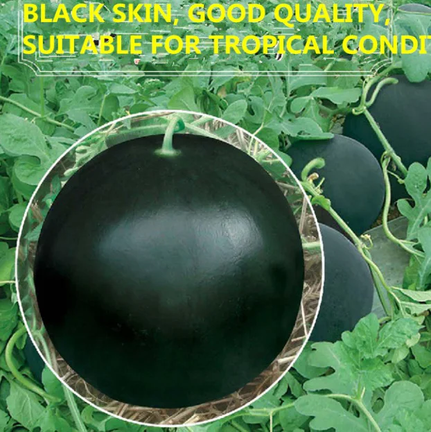 seed companies supply plant watermelon seeds