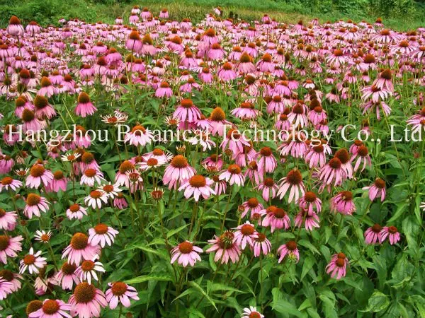 Echinacea Herb