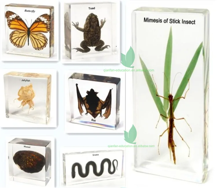 Animal Apperiance Series.jpg