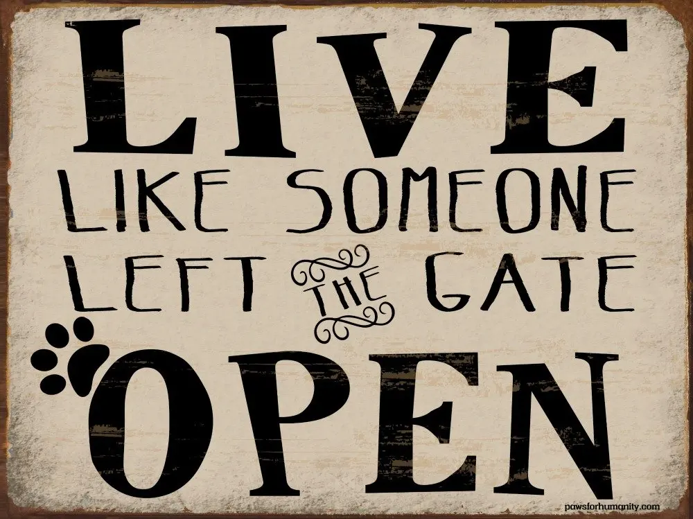 funny dog signs for gates