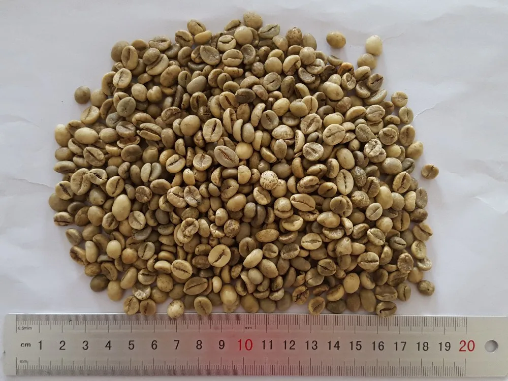ROBUSTA 18