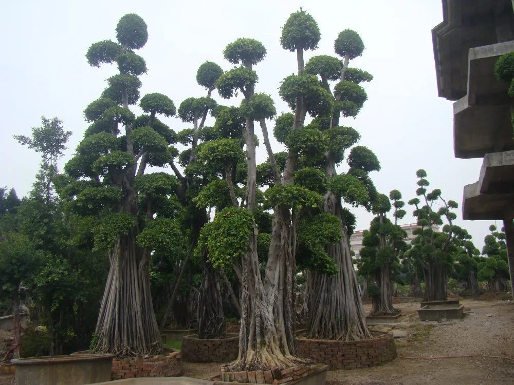 Large Decades Old Chinese Malayan Taiwan Banyan Curtain Fig Ficus