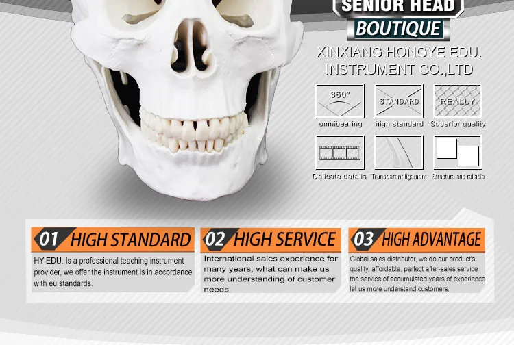 anatomy of the skull.jpg