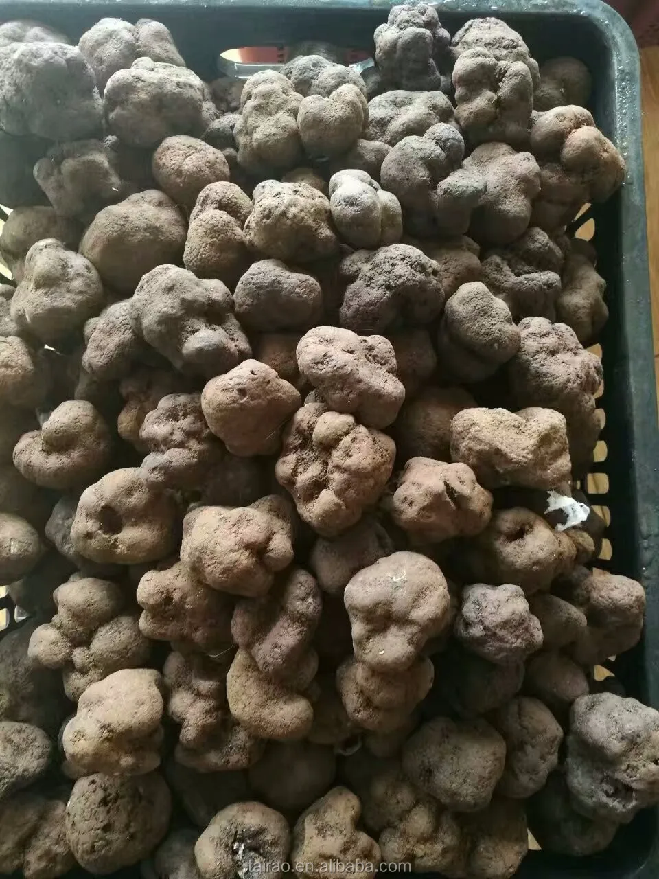 price green health truffle boxes packing wholesale mushroom