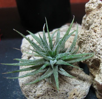 Whole Beautiful Indoor Air Plants Tillandsia Bonsai Whole Beautiful Indoor Air Plants Tillandsia Bonsai