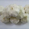 Fresh Normal White garlic/ pure white garlic/ Export Quality