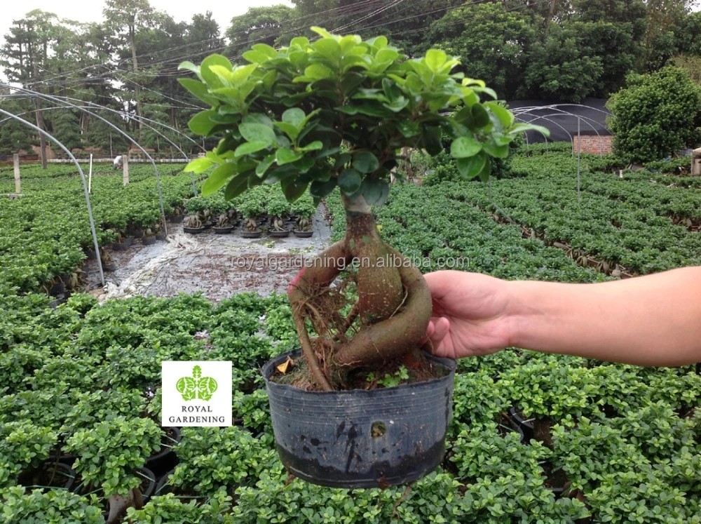 Acheter des lots d'ensemble french moins chers galerie d'image french