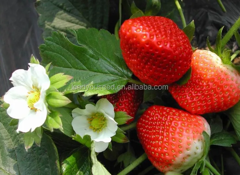 SB01 Fairy new arrival high quality f1 hybrid strawberry seeds for growing6.jpg