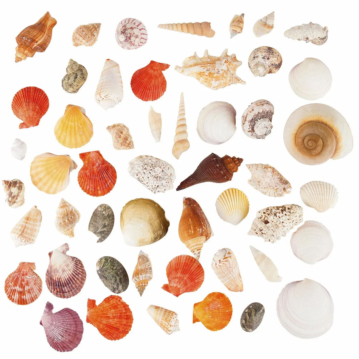 Cheap Quality Seashells, find Quality Seashells deals on line at ...