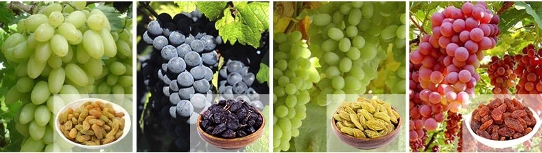 DT-SD-011seeded raisin/dried fruit company/chinese dried food