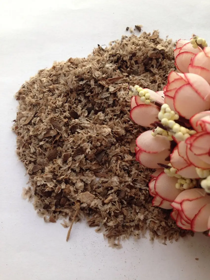 泡桐观赏树种子花树杂交 9503 泡桐种子