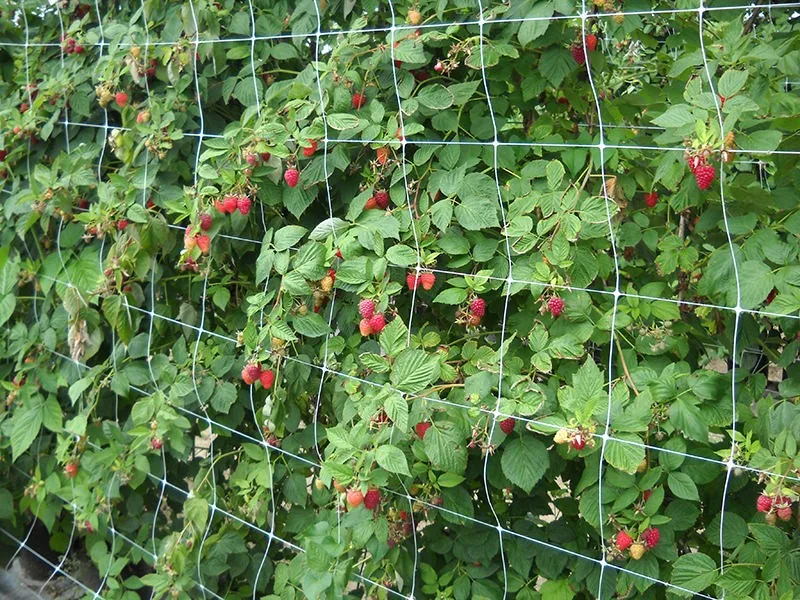 Сетка шпалерная картинки