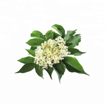 Ces Plantes Médicinales Série Sambucus Nigrajiegumuhuafleur De Sureau Buy Fleur Daînésambucusflores Sambuci Product On Alibabacom