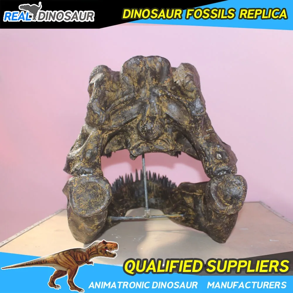 dinosaur head fossil for sale