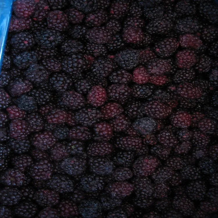 frozen blackberry.jpg