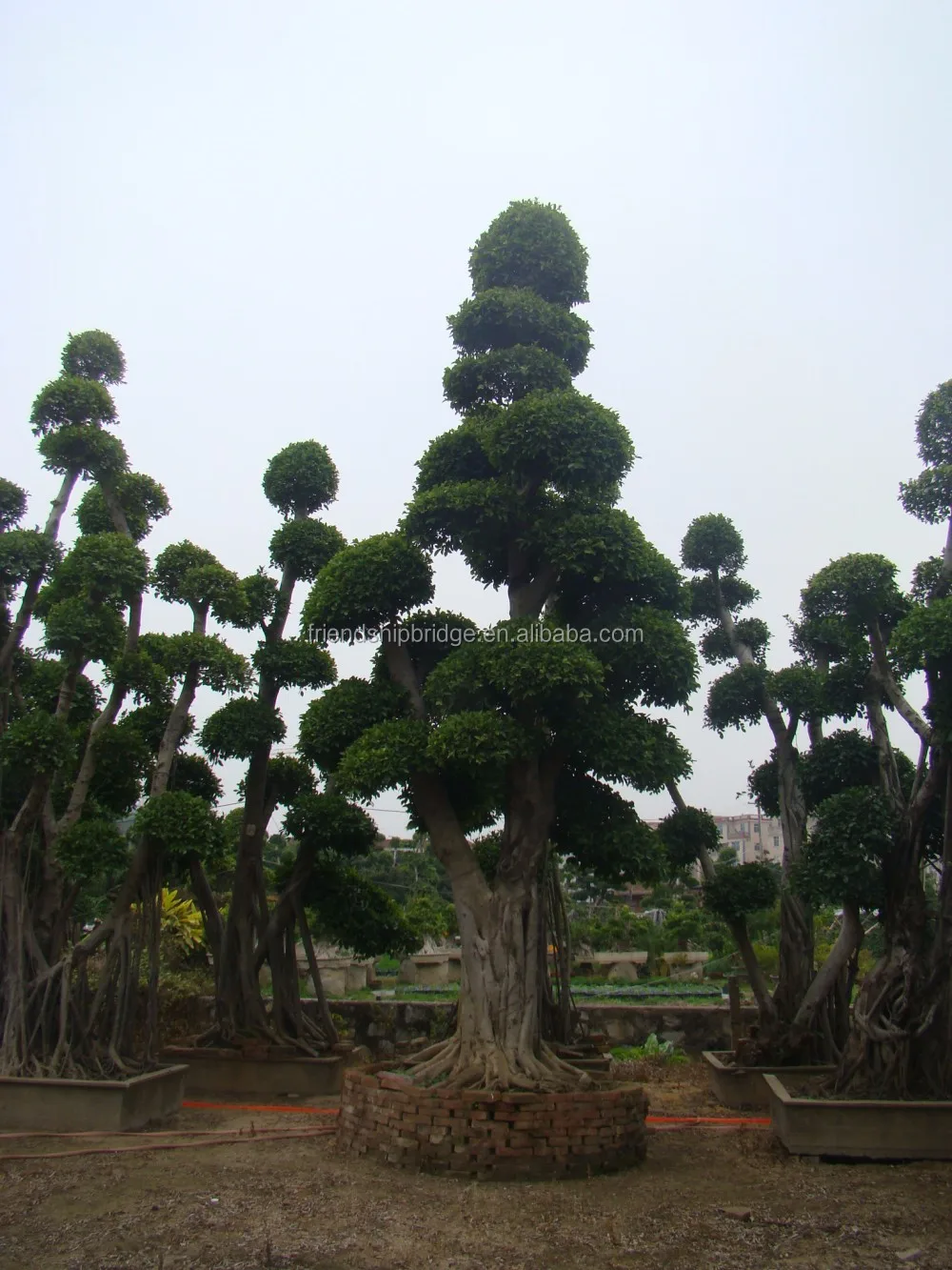 Chinese Banyan Tree