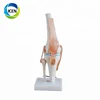 IN-104 PVC Life-Size Knee Joint human body model for sale