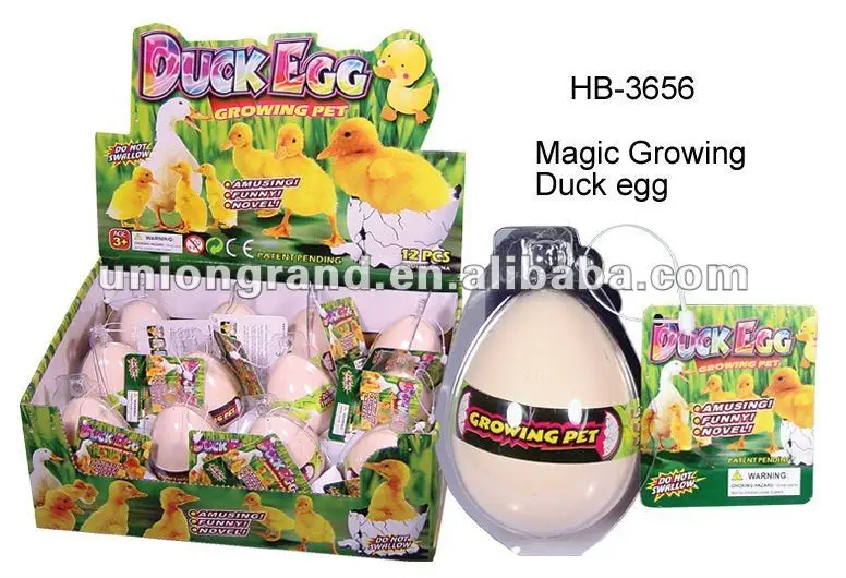 duck egg growing pet