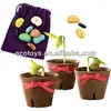 Colorful potted message bean,magic bean