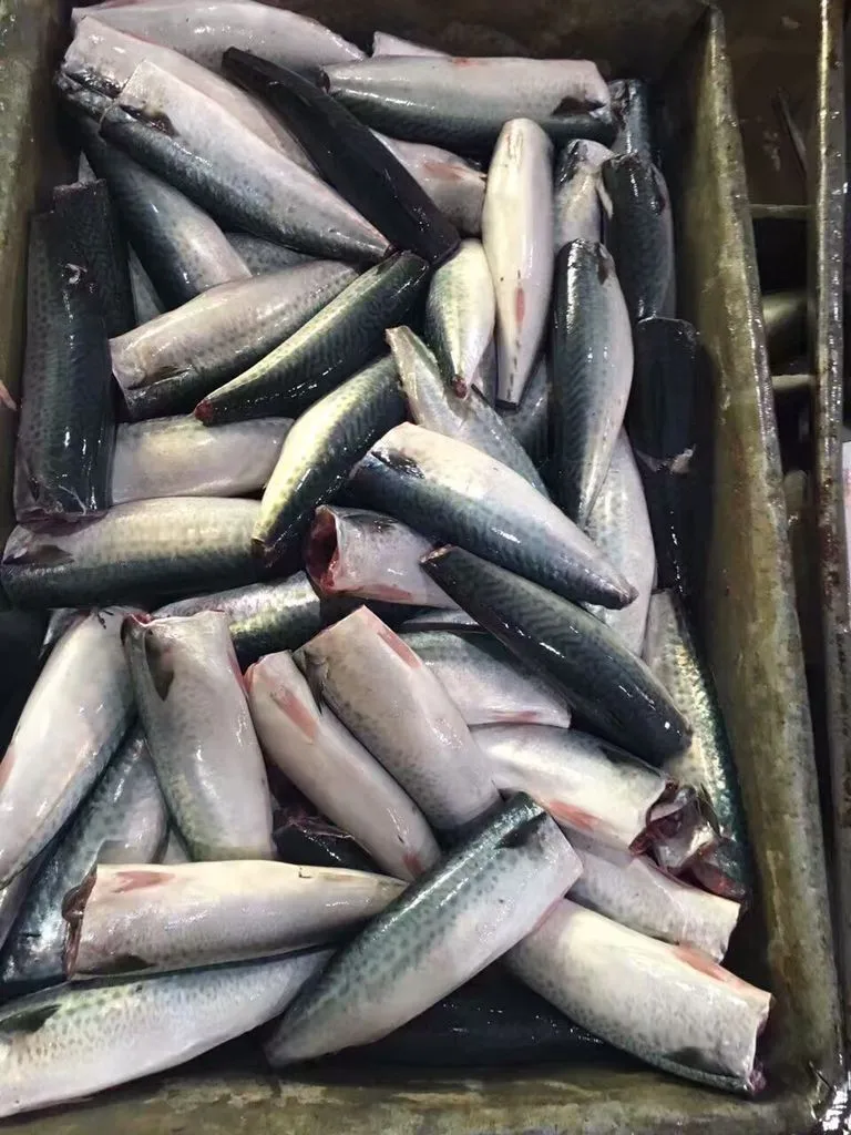 hgt pacific mackerel saba fish prices - buy 冷凍 hgt 太平洋鯖魚