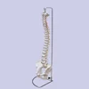 Simple spinal and pelvic models human skeleton model