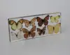 Wholesale 8 Real Nature Butterfly Specimens for Biological Study
