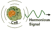 Touch screen bio resonance therapy ssch brt from Russia