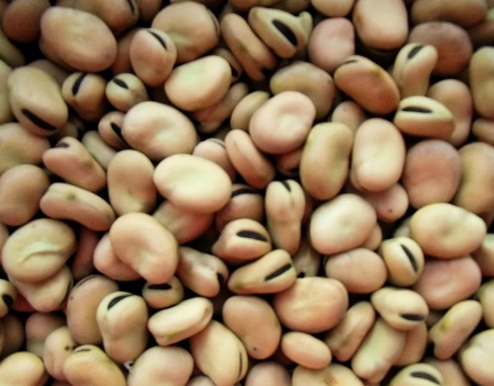 chinese-broad-bean-buy-broad-beans-bulk-broad-bean-product-on-alibaba