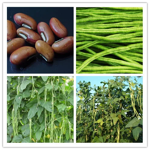 耐病性高収量種子耐熱性早期成熟ロングビーンシード Buy ロング豆の種子 インゲン豆 ヤードロング豆 Product On Alibaba Com