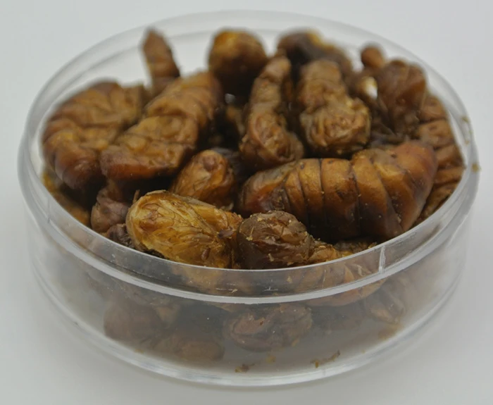 silkworm_pupa (5).jpg