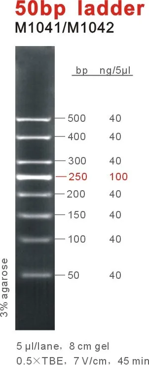 50bp ladder