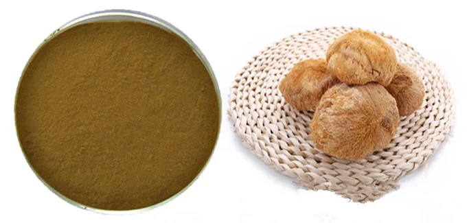 fruiting body 10%-50% polysaccharides lions mane mushroom