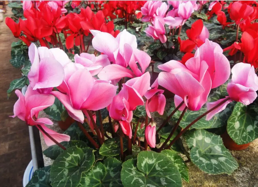 Di Alta Qualità Di Colore Della Miscela Cyclamen Persicum Semi Di Semi Di Fiori Per La Coltivazione Buy Cyclamen Persicum Millciclamino Semisemi