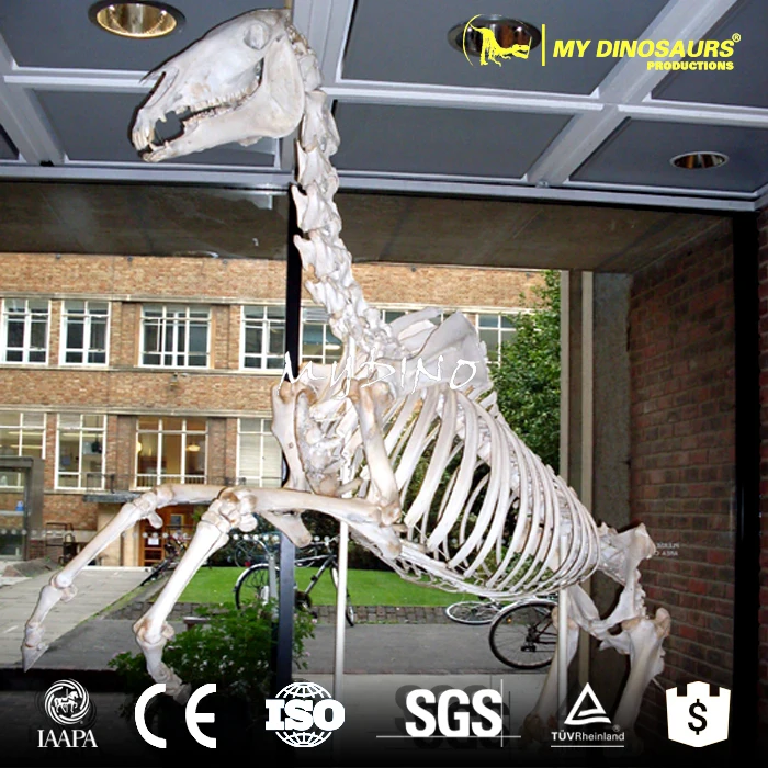 horse skeleton3.jpg
