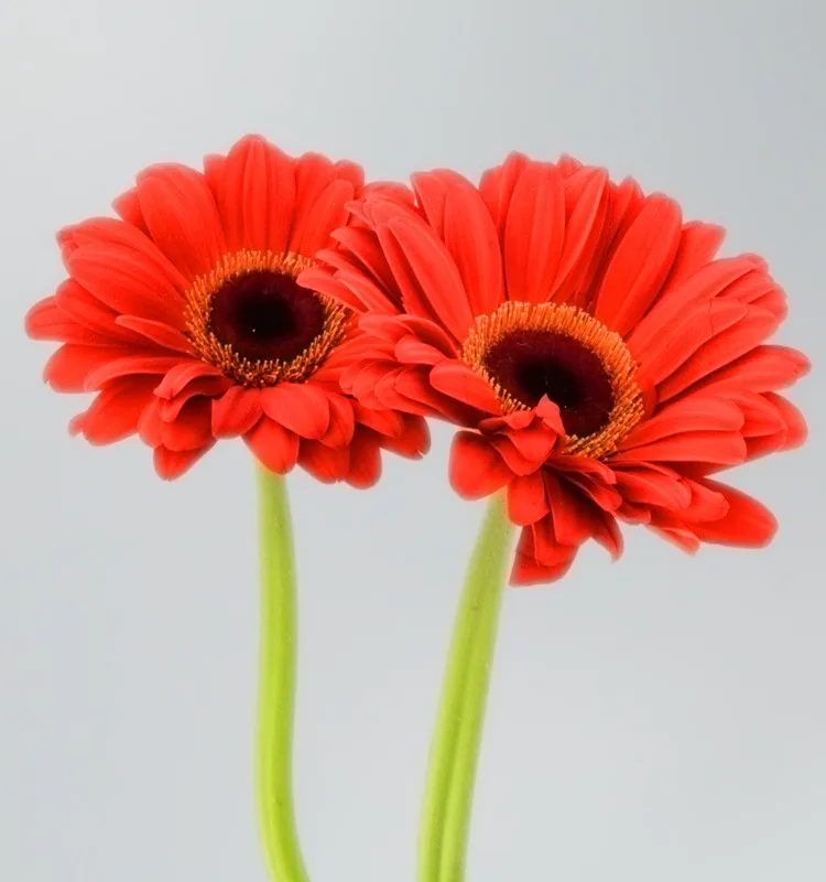 Beauty Single Gerbera Fresh Cut Flowers Names Fresh Flowers Celebration