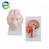 IN-305 CE ISO approved advanced medical frontal section head model artery human head anatomical model with brain