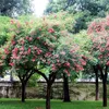 Erythrina crista-galli tree seedling