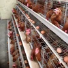 Wire Mesh Cage Chicken Layer For Kenya Farms