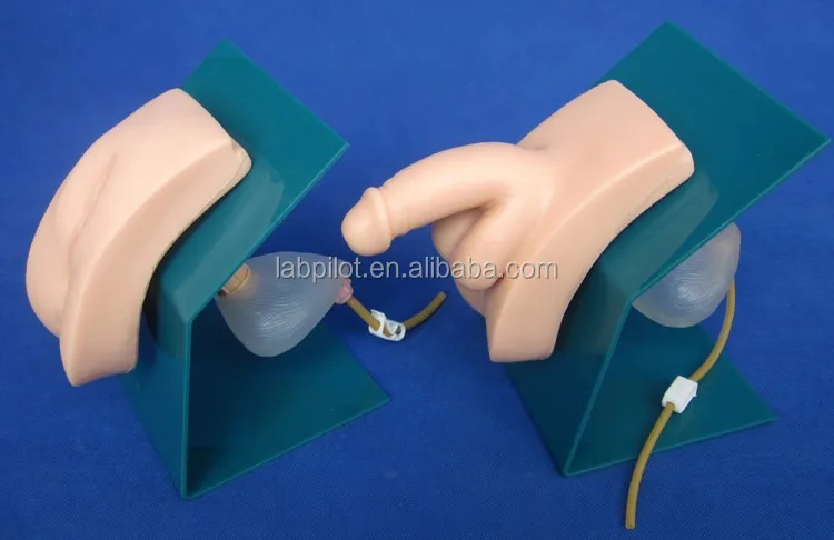 New Style Female Urethral Catheterization Training Simulator Buy Catheterization Simulator 0440