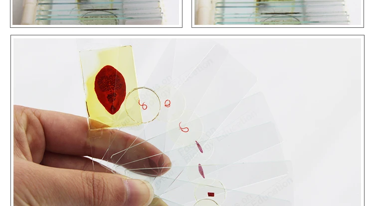 2 parasitology slides.jpg