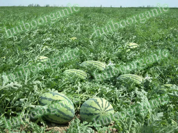 Watermelon Powder 02