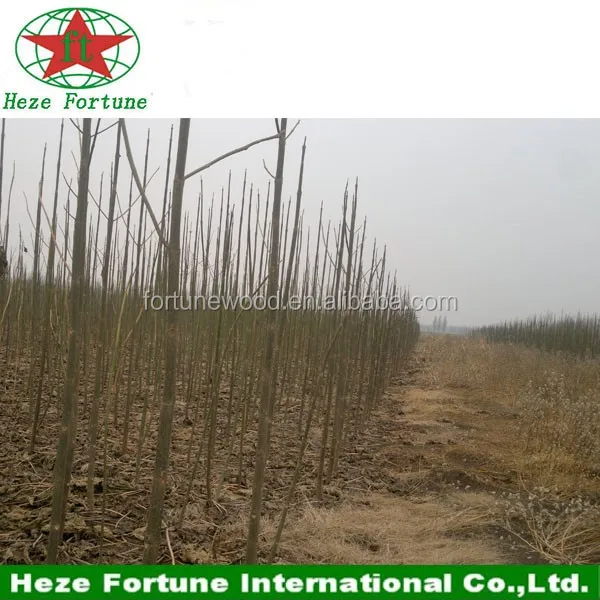 7 paulownia roots.jpg