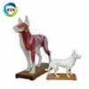 IN-502 Animal Acupuncture model Canine Dog Acupuncture Model for Veterinarian's Reference