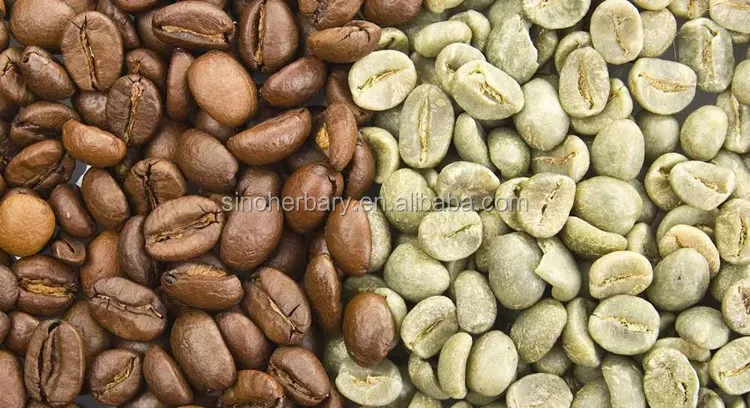 High Germination Arabica Coffee Seeds For Planting High Germination Arabica Coffee Seeds For Planting