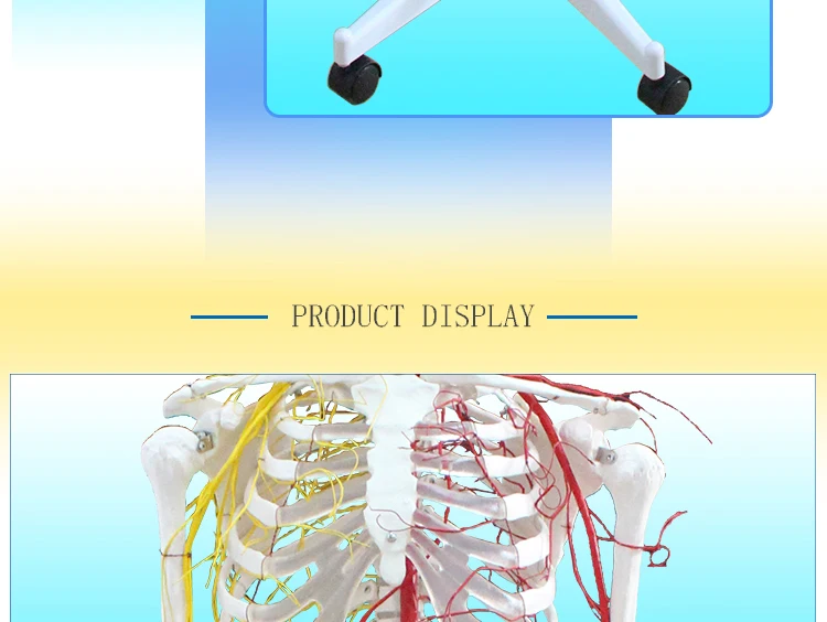 10 Skeleton model.jpg