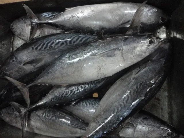 bonito 2.JPG