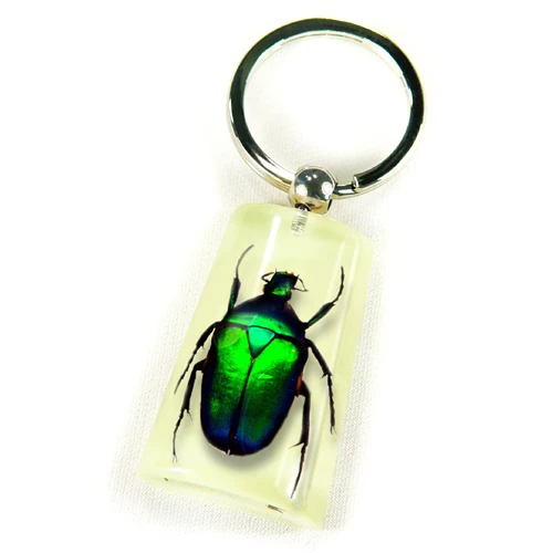 Luminous Acrylic Resin Keychain Real Insect Chafer Bugs Keyring Specimen Various Choice Buy