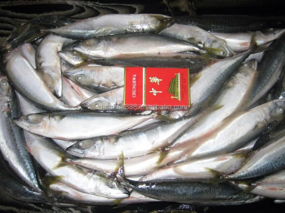 Frozen Seafood Importers,Pacific Mackerel Fish Buy Pacific Mackerel