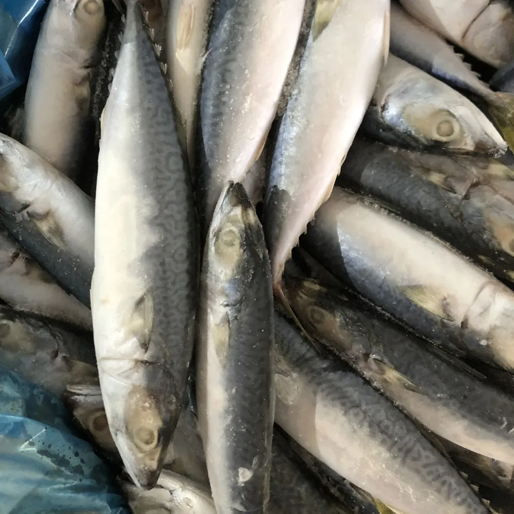 冷冻鲭鱼冷冻萨巴鱼