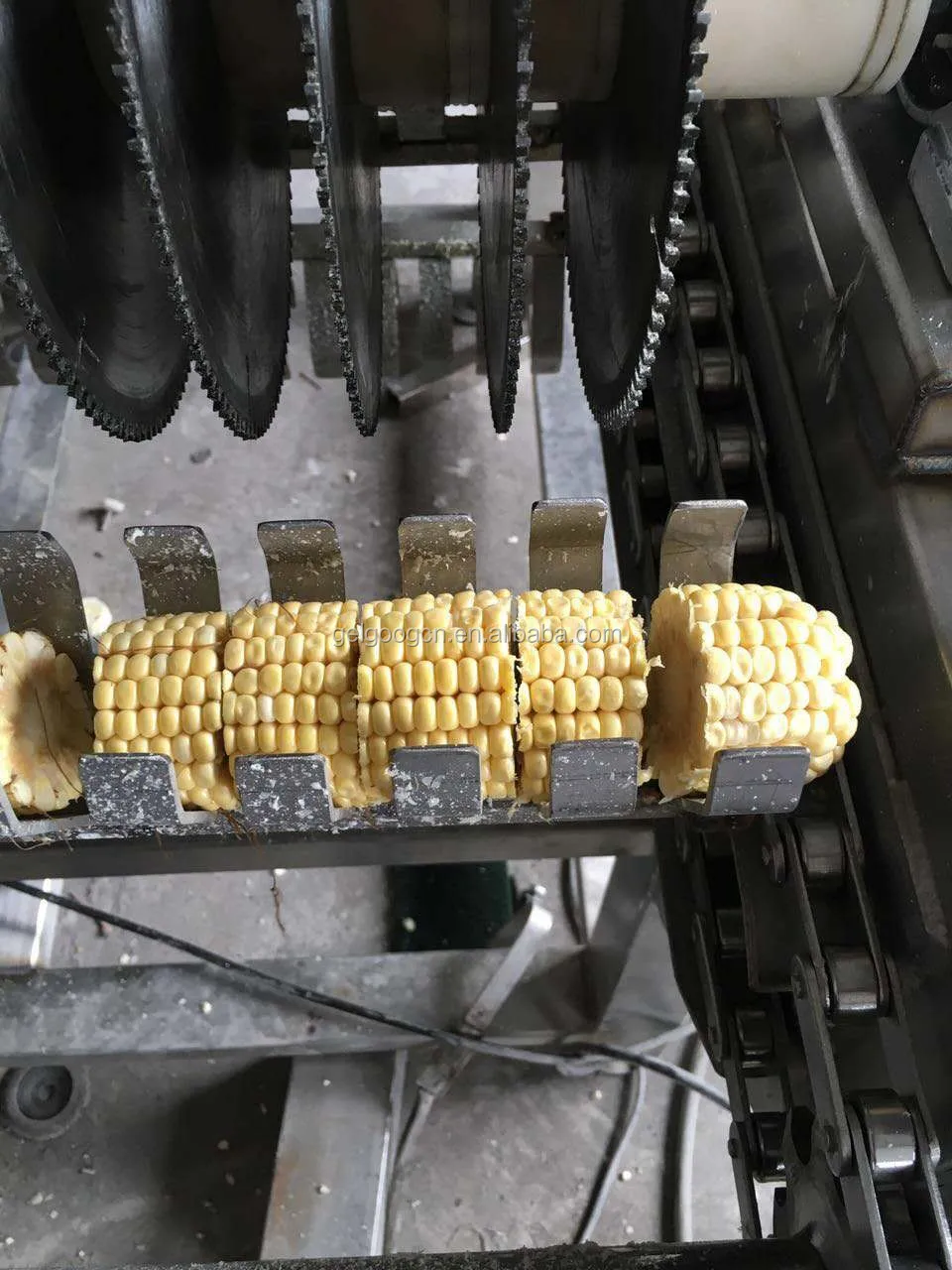 Automatic Corn Stalk Cutting Machine/fresh Sweet Corn Cutter Machine